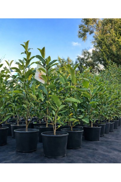 Magnolia White Caviar купити